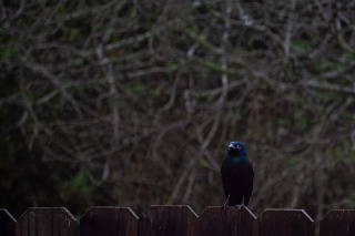 Bird-on-fence